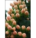 ΠΙΠΕΡΙΚΟΥΜ  ΡΟΖ  - HYPERICUM  PINK GIANT